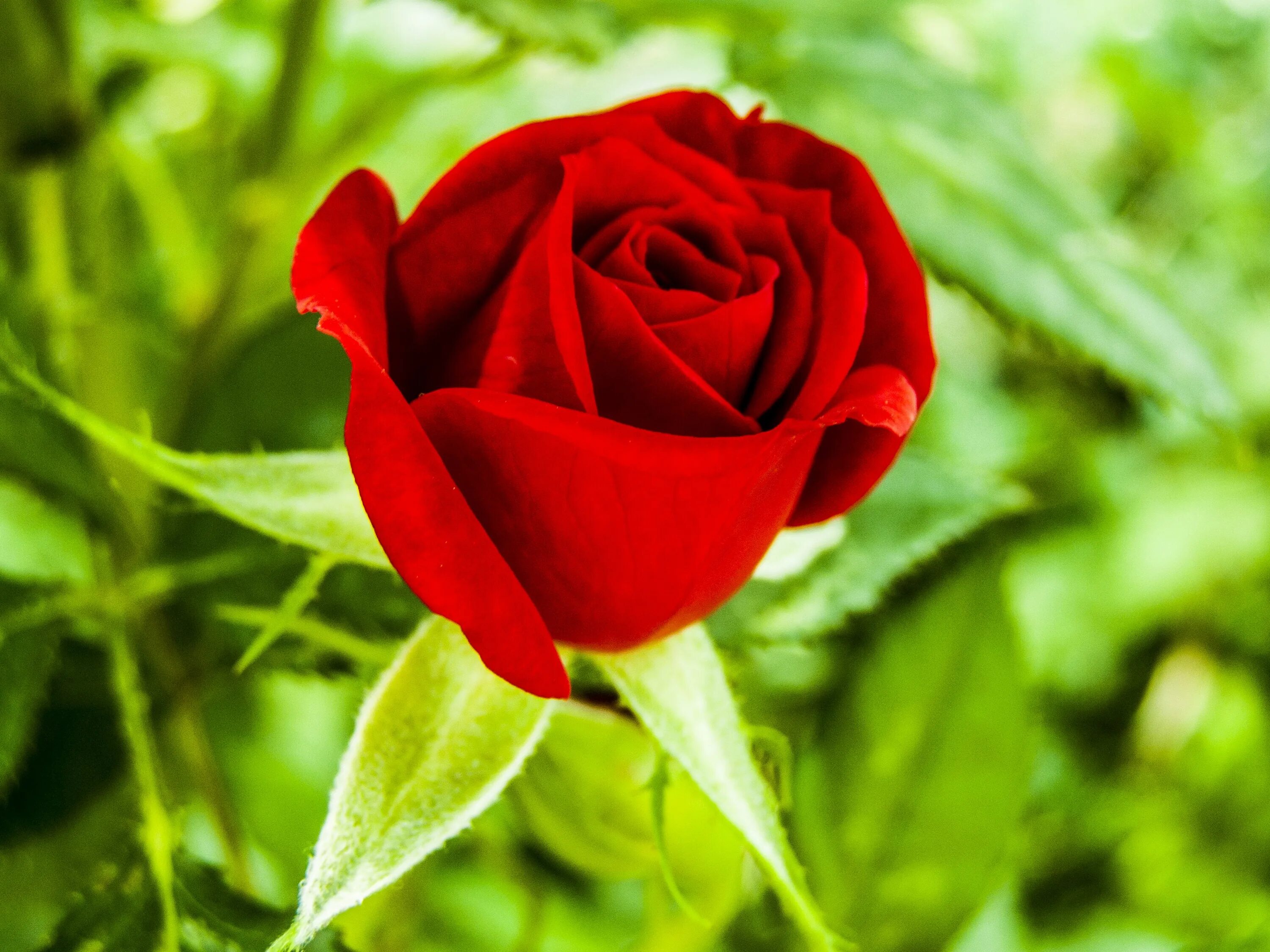 Красный гудеть. Ред ред Роуз. Красные розы.