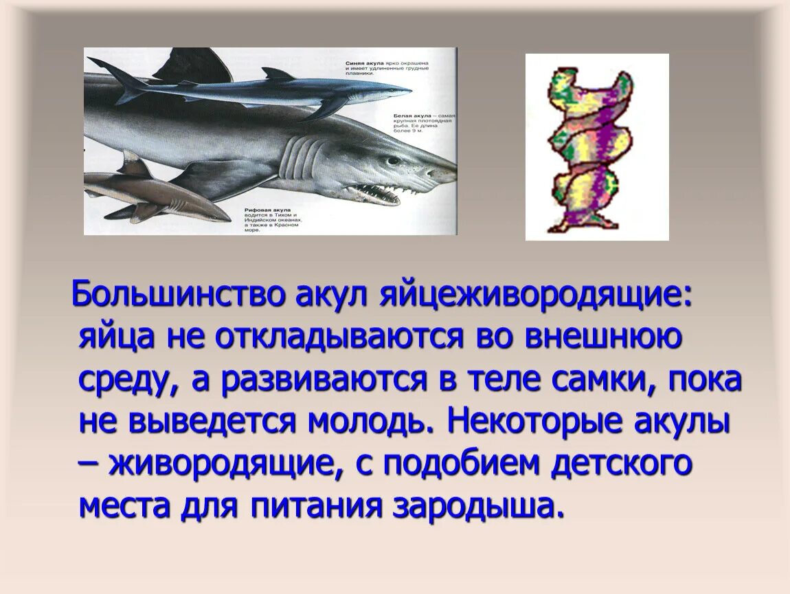 Акулы живородящие или нет. Живородящие рыбы акулы. Размножение акул. Акулы откладывают яйца или живородящие.