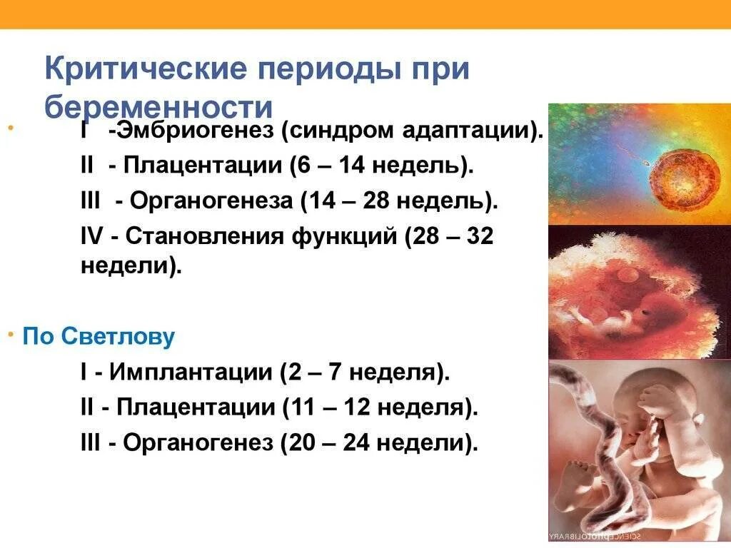 2 период беременности. Критические периоды беременности триместры беременности. Критические периоды беременности в первом триместре. Срок 1 триместра беременности по неделям. Опасные периоды беременности по неделям.