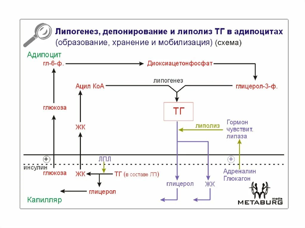 Процесс липолиза. Схема липолиза биохимия. Тканевой липолиз триацилглицеринов. Липолиз и липогенез схема процесса. Тканевой липолиз и его регуляция.