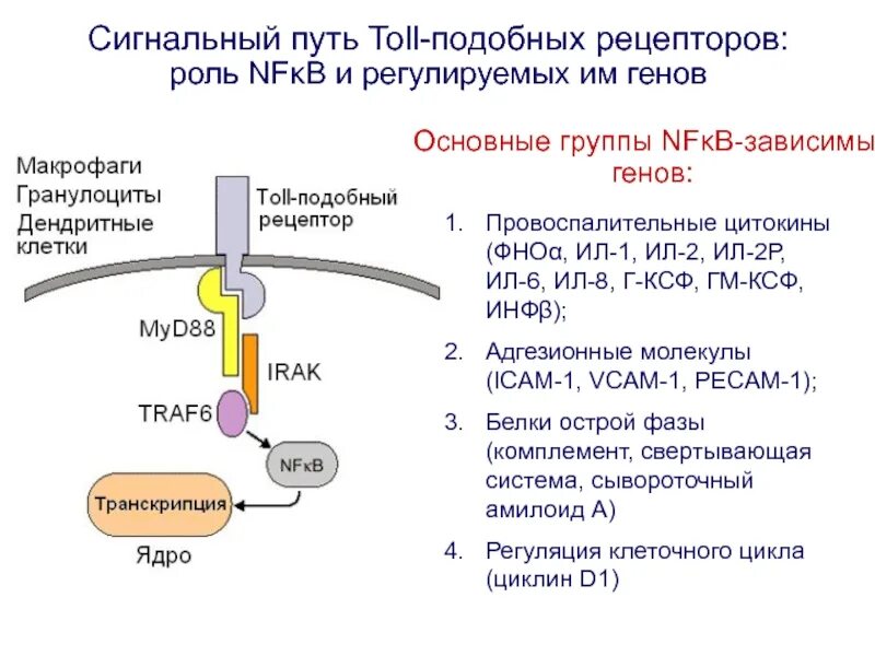 Путь рецептора
