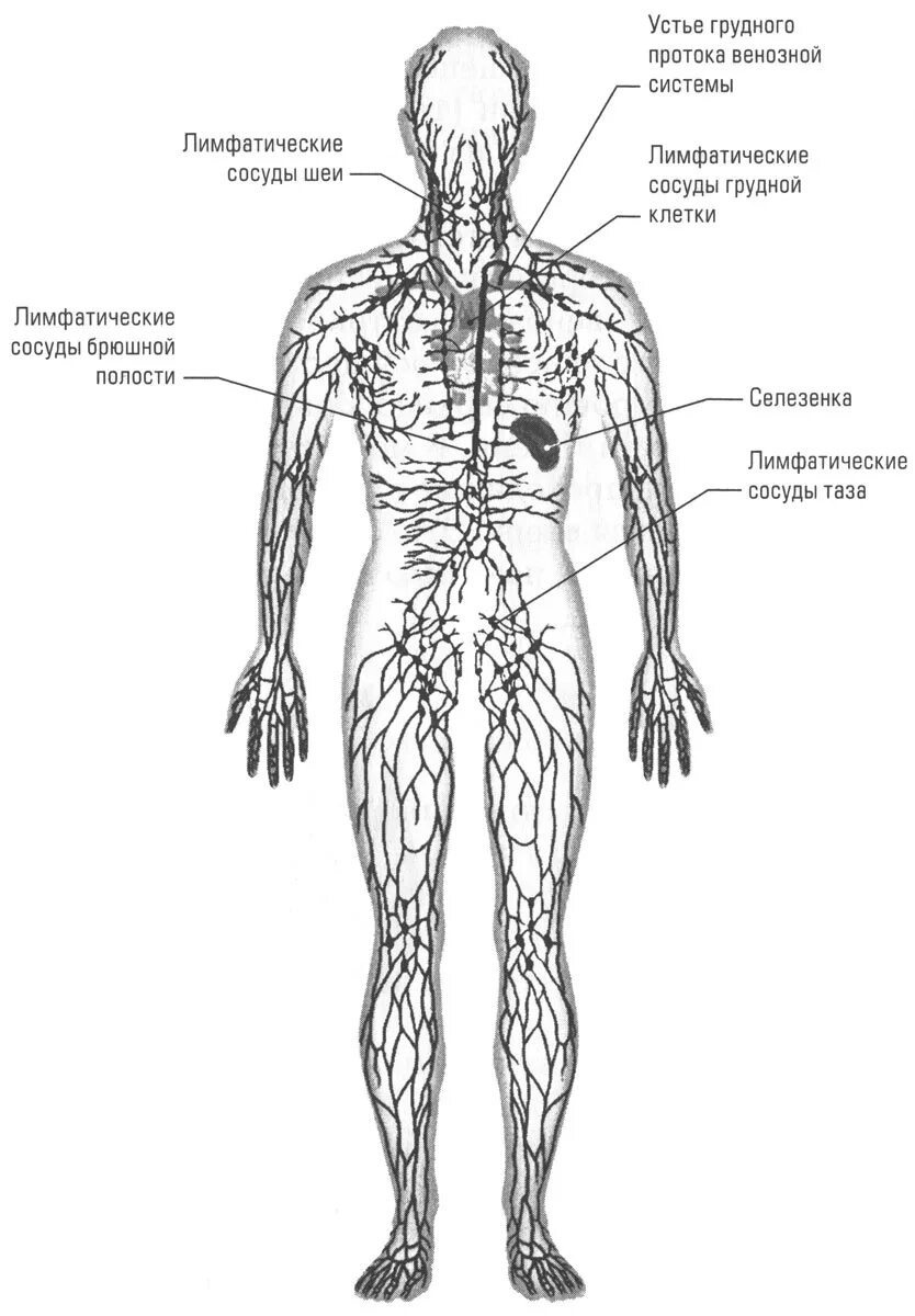 Лимфатическая система человека анатомия движение лимфы. Лимфатическая система схема. Лимфатическая система анатомия схема движения лимфы. Лимфатическая система человека рис 61. Лимфатические органы и сосуды