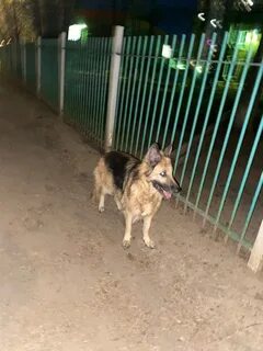 Собака солнечногорск