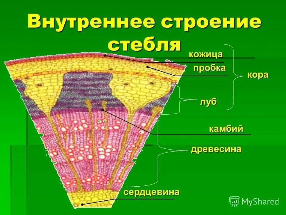 Биология внутреннее строение стебля кожица. Кожица какая ткань у растений