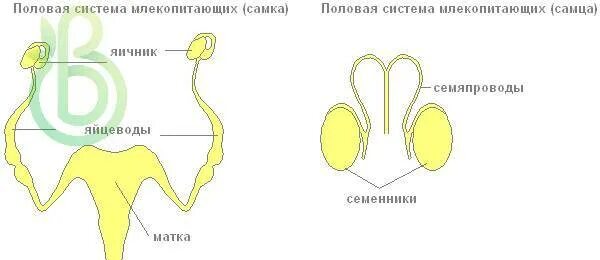 Система выделения у млекопитающих. Выделительная система млекопитающих схема. половая система млекопитающих. мочеполовая система млекопитающих. половая система самки млекопитающего.