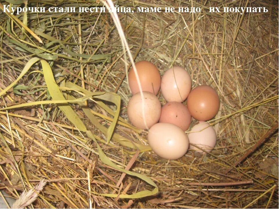Почему куры стали. Куры перестали нести яйца. Утро осень яйца кур. Почему куры не несут яйца осенью. Почему куры не несут яйца летом.