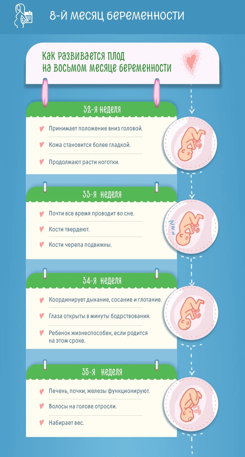 Недели месяцы триместры беременности. Триместры беременности по месяцам. Симптомы беременности на 1 месяце. Признаки беременности по неделям. 32 недели триместр
