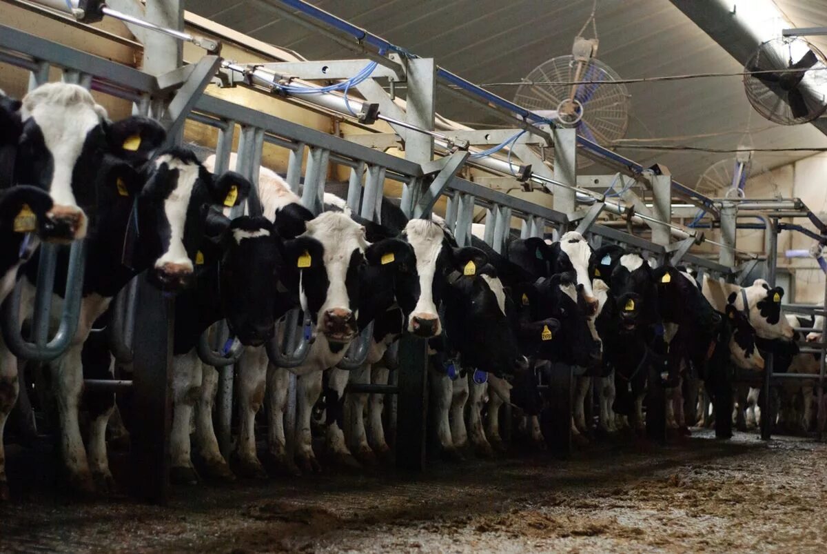 Центр информационных систем в животноводстве. Овчарня мираторг. Сельское хозяйство животноводство. Сельское хозяйство животноводство. Производитель животноводства.