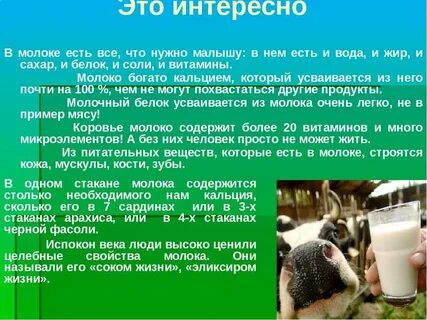 Коровье молоко вкус и запах