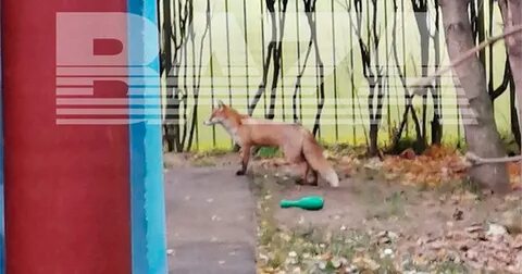 День лисы в детском саду