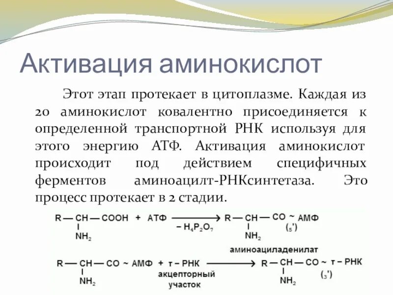 Синтез белка сколько аминокислот. Реакция активации аминокислот. этапы активации аминокислот. активация аминокислот атф. этапы активации аминокислот трансляция.