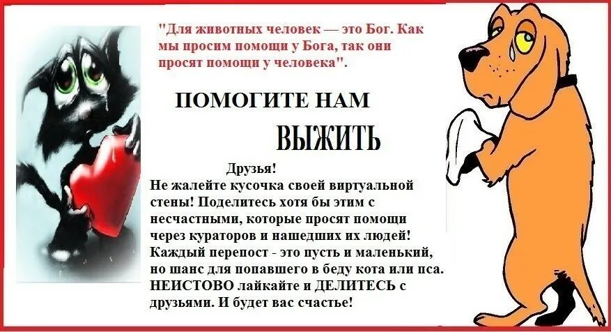 текст помощи животным. объявление о сборе помощи для бездомных животных. объявление помощь бездомным животным. текст помощи животным. текст помощи животным.