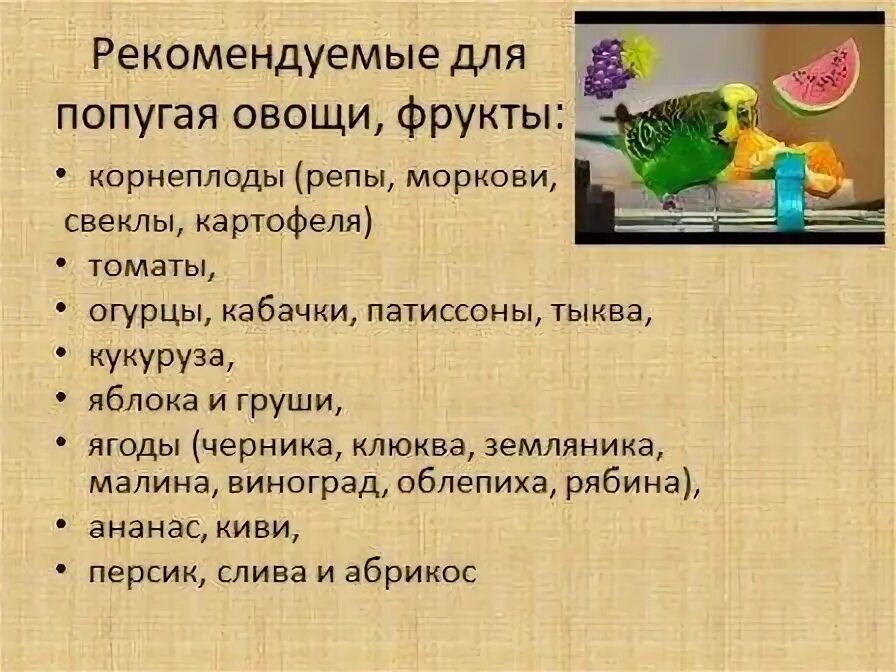 Можно ли попугаю черешню. Рацион питания попугая таблица. рацион питания волнистых попугаев. чем можно кормить волнистых попугаев. рацион волнистого попугая.