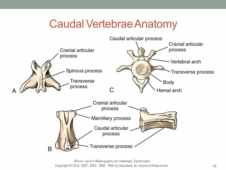 Vertebrae cervicales анатомия c 1 c 7. Vertebrae lumbales dog. Vertebrae ударение. Ударение. Правила ударения в латинском.