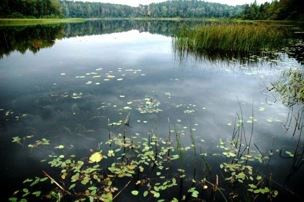 Купить озеро тверская область. Озеро в Западной Двине. Савинское озеро Западнодвинский район. Савинское озеро Савинское Тверская область. Западная Двина озера Тверская.