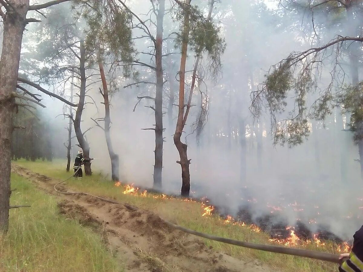 Хвойный пожар. Низовой пожар. Слабый пожар. Пожарные тушат пожар в лесу. Лесные пожары в Николаевской районе.