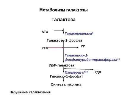 Фруктоза в печени превращается