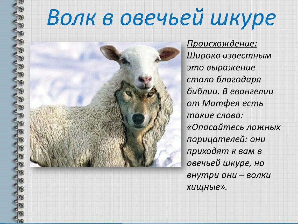 Волк в овечьей шкуре значение. Волк в овечьей шкуре фразеологизм. Волк в овечьей. Волк овечьей в овечьей шкуре.