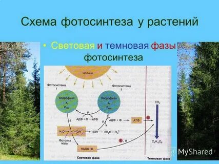 Фотосинтез 10