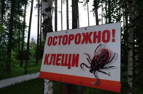 Клещи в дождливую погоду