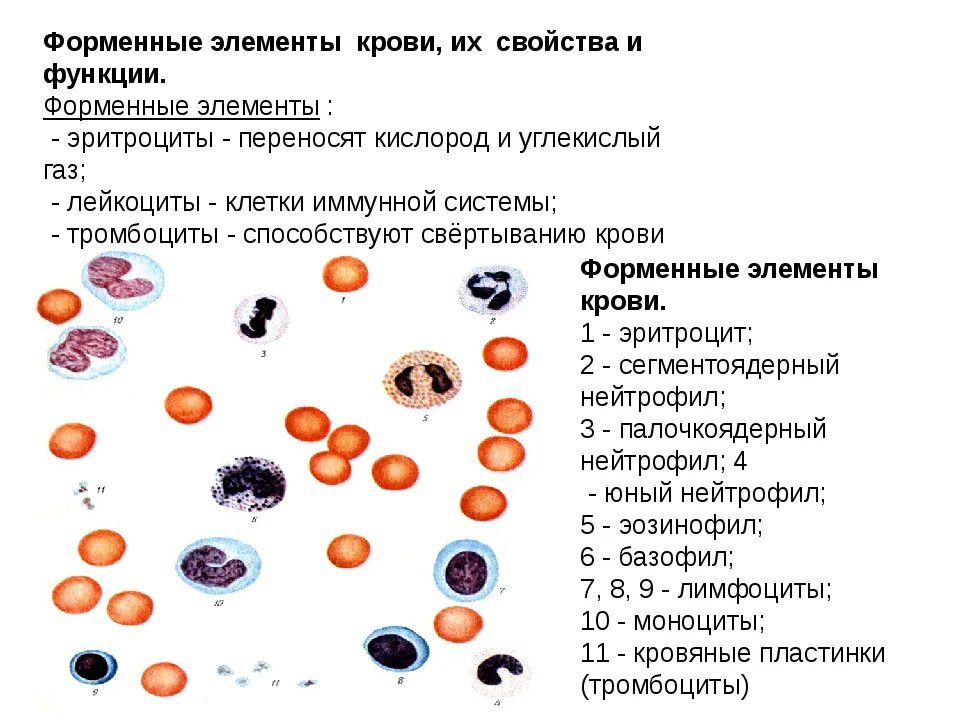 Эритроцит функции клетки. Форменные элементы крови лимфоциты функции. Структуры форменных элементов крови человека. Форменные элементы крови крупного рогатого скота. Форменные элементы нейтрофилы.