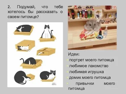 Пет проект
