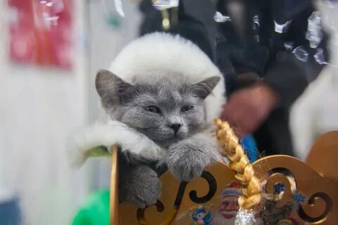 Выставка кошек в августе
