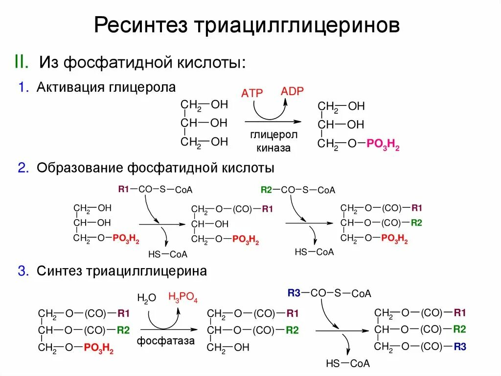 Схема реакции образования дилинолеостеароглицерида Фото подборка СИНТЕЗ ПОЛИПЕПТИДНОЙ