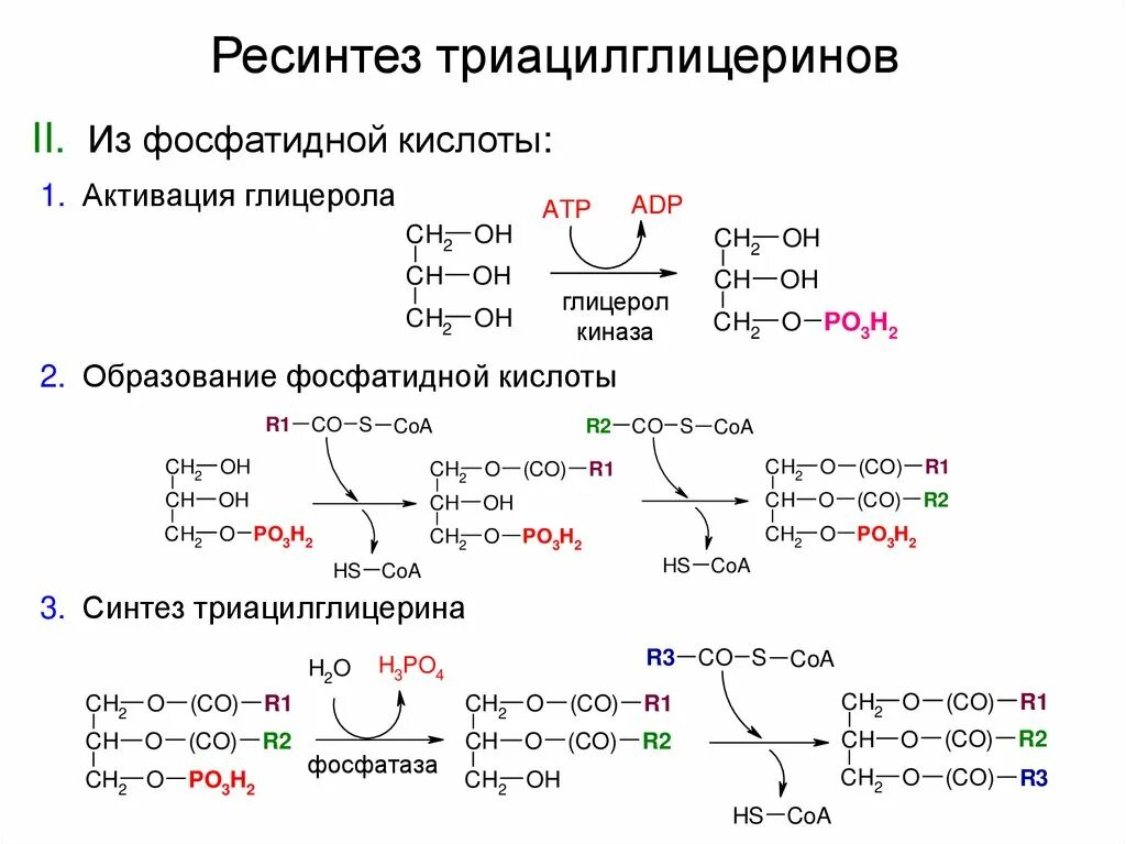 Синтез триацилглицеринов биохимия. Схема синтеза триацилглицеролов. Гидролиз триацилглицеридов биохимия. Синтез триацилглицеринов (глицерол-3-фосфатный путь).. Реакция образования жира