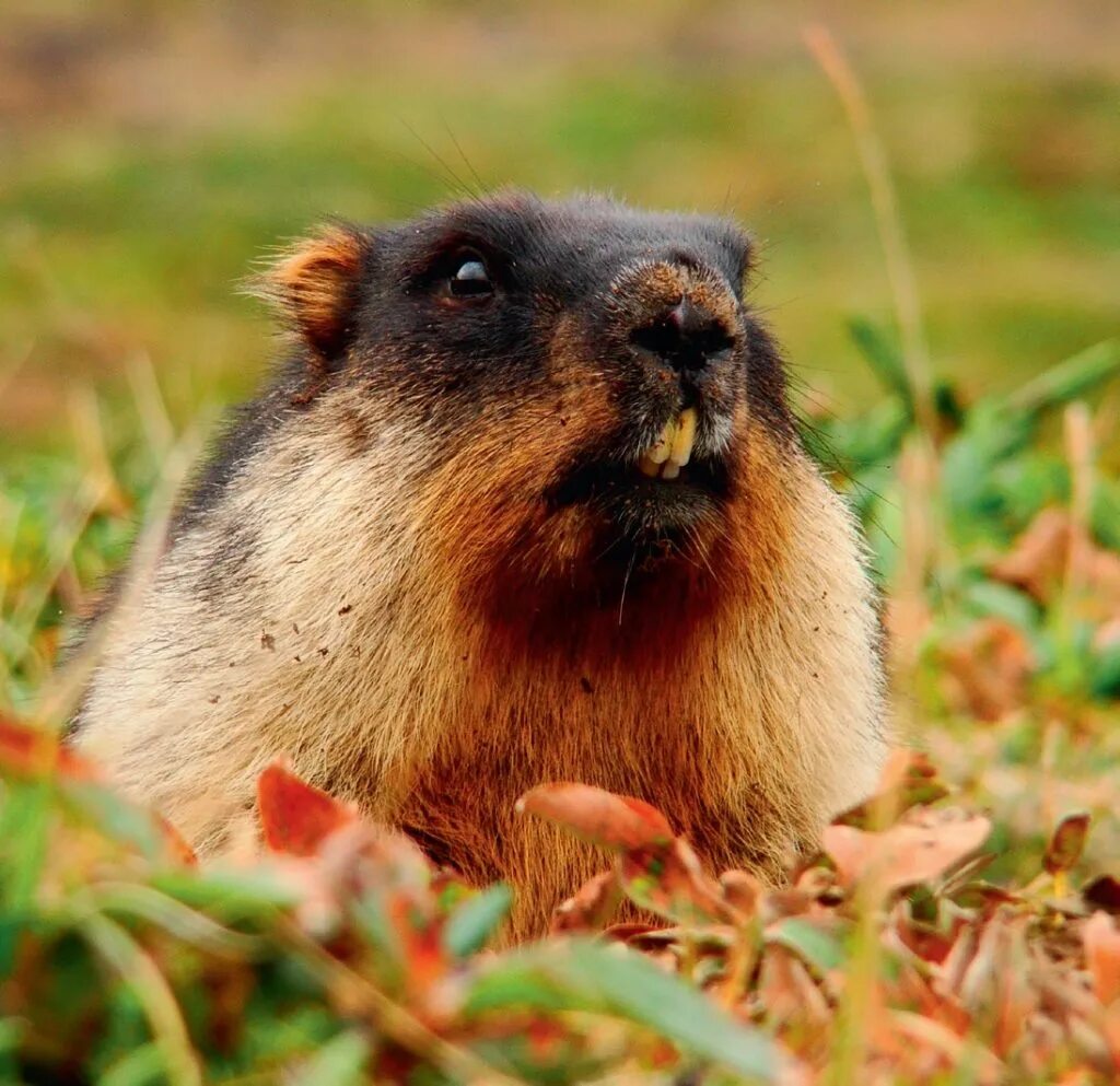 черношапочный сурок. черношапочный (камчатский, восточный) сурок. прибайкальский черношапочный сурок. прибайкальский черношапочный сурок. камчатский сурок.