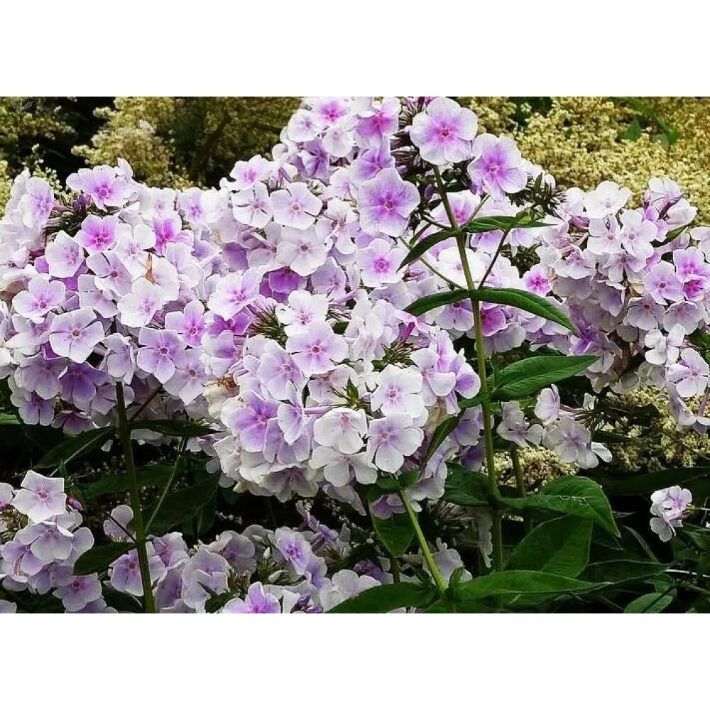 Флокс лавендер. Флокс лавандер. флокс lavendelwolke. флокс lavender wolke. флокс метельчатый лавендел.