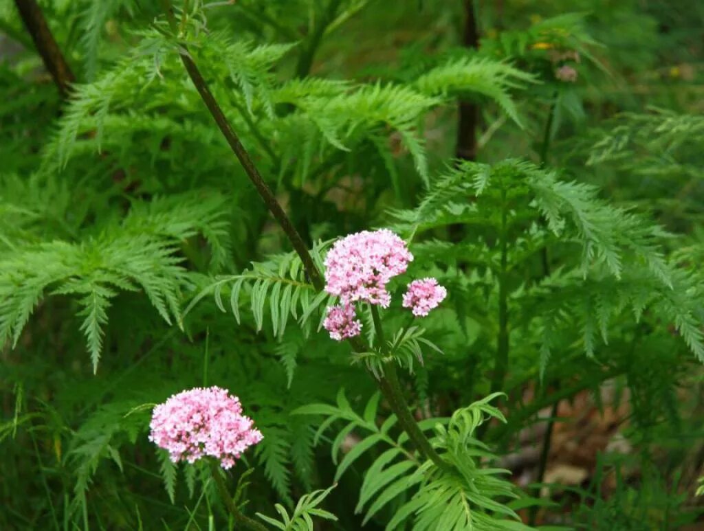 Валерьянка трава. Valeriana officinalis семейство. Валерьяна растение. Валериана лекарственная (Valeriana officinalis). Valeriana officinalis растение.