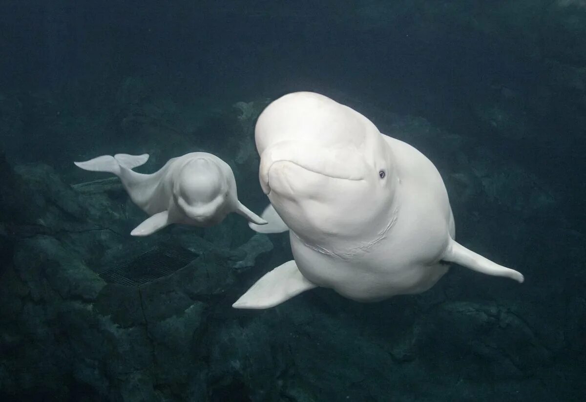 К какой группе относятся белухи. Белый кит Белуха. Полярный Дельфин Белуха. Белый Полярный кит Белуха. Морские млекопитающие Белуха.