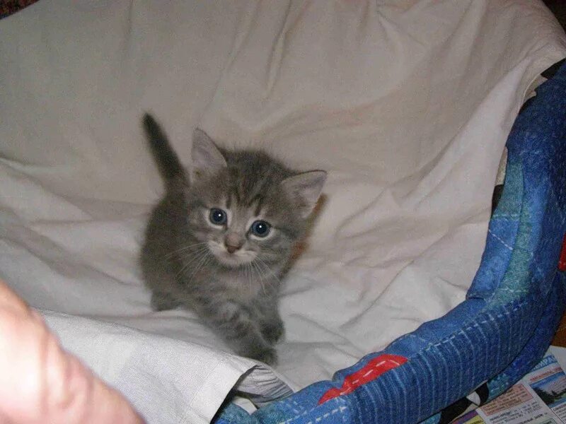 котята мейн-кун 3недели чёрные. маленький серый пушистый котенок. одномесячный котенок. котята 1 месяц фото. серый пушистый котенок.