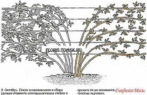 Какой длины оставлять ежевику