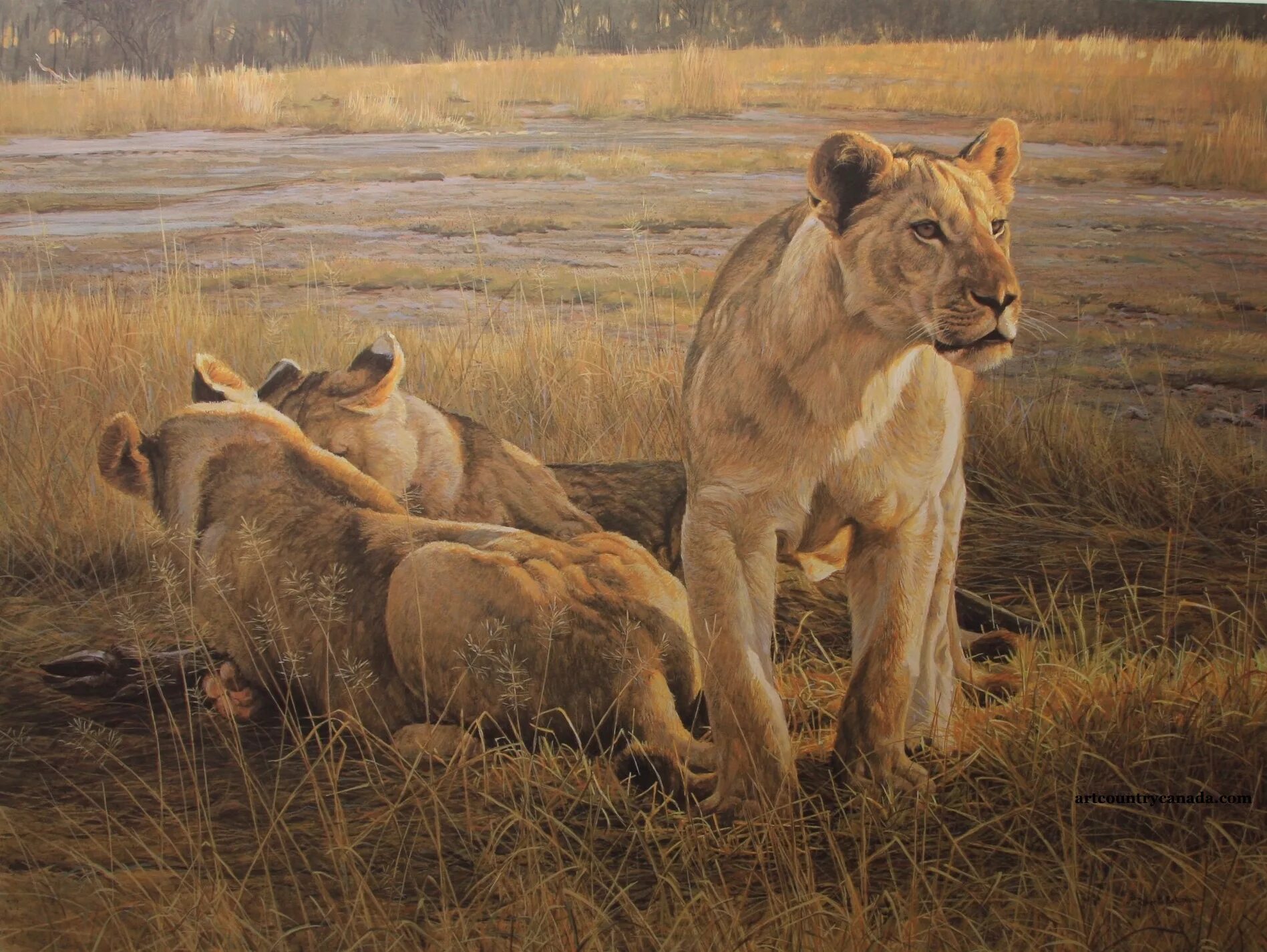 Анималист изображающий животных. Художник анималист robert bateman. robert bateman — канадский художник-анималист..