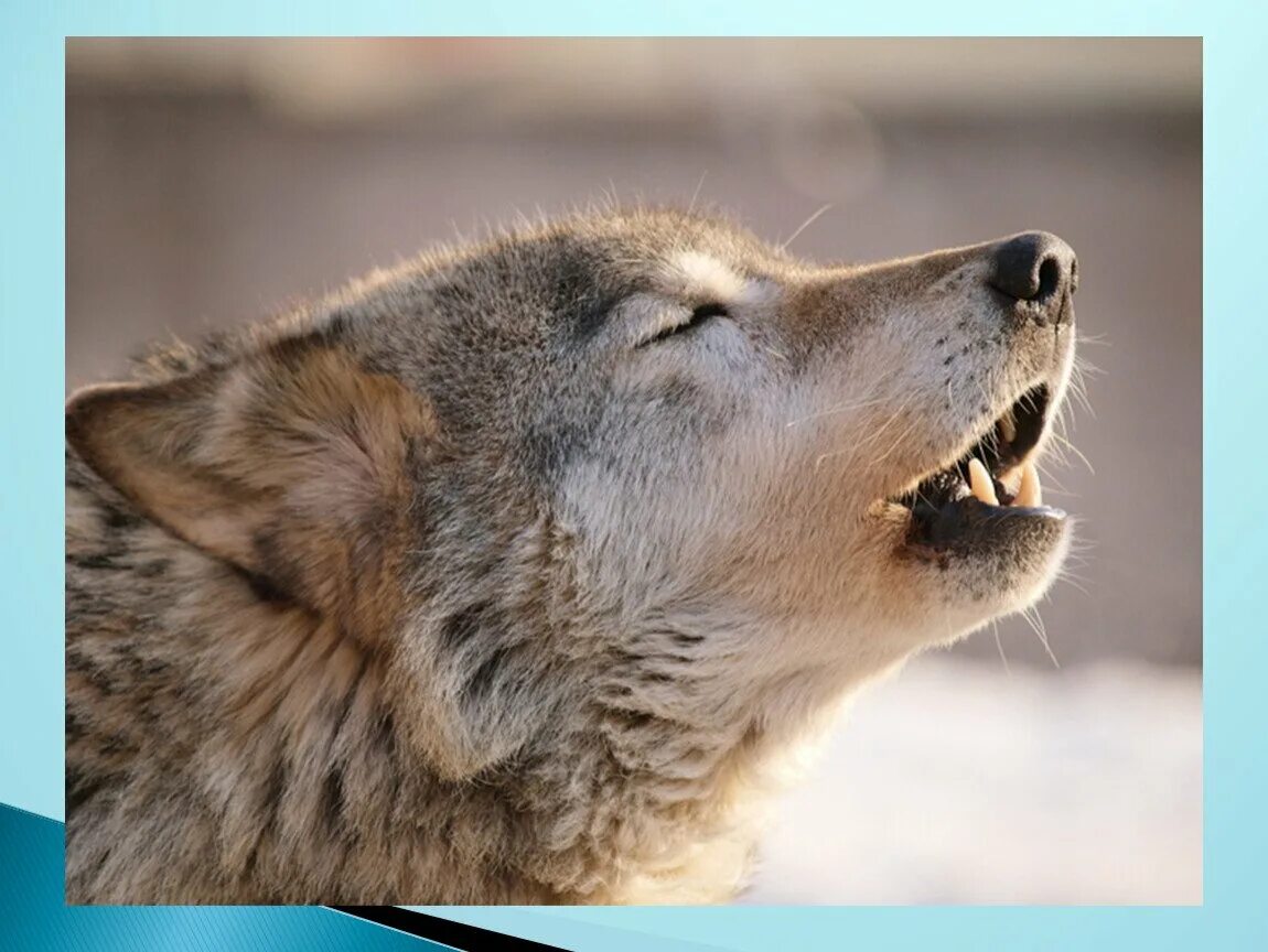 Волкособ оскал. Агрессивный волк. Как рычит волк. Волк скалится. Волк рычит.