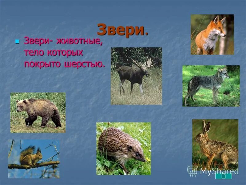 Какие звери находятся. Звери 2 класс окружающий мир. Звери для презентации. Звери млекопитающие 2 класс. Презентация животные 3 класс.