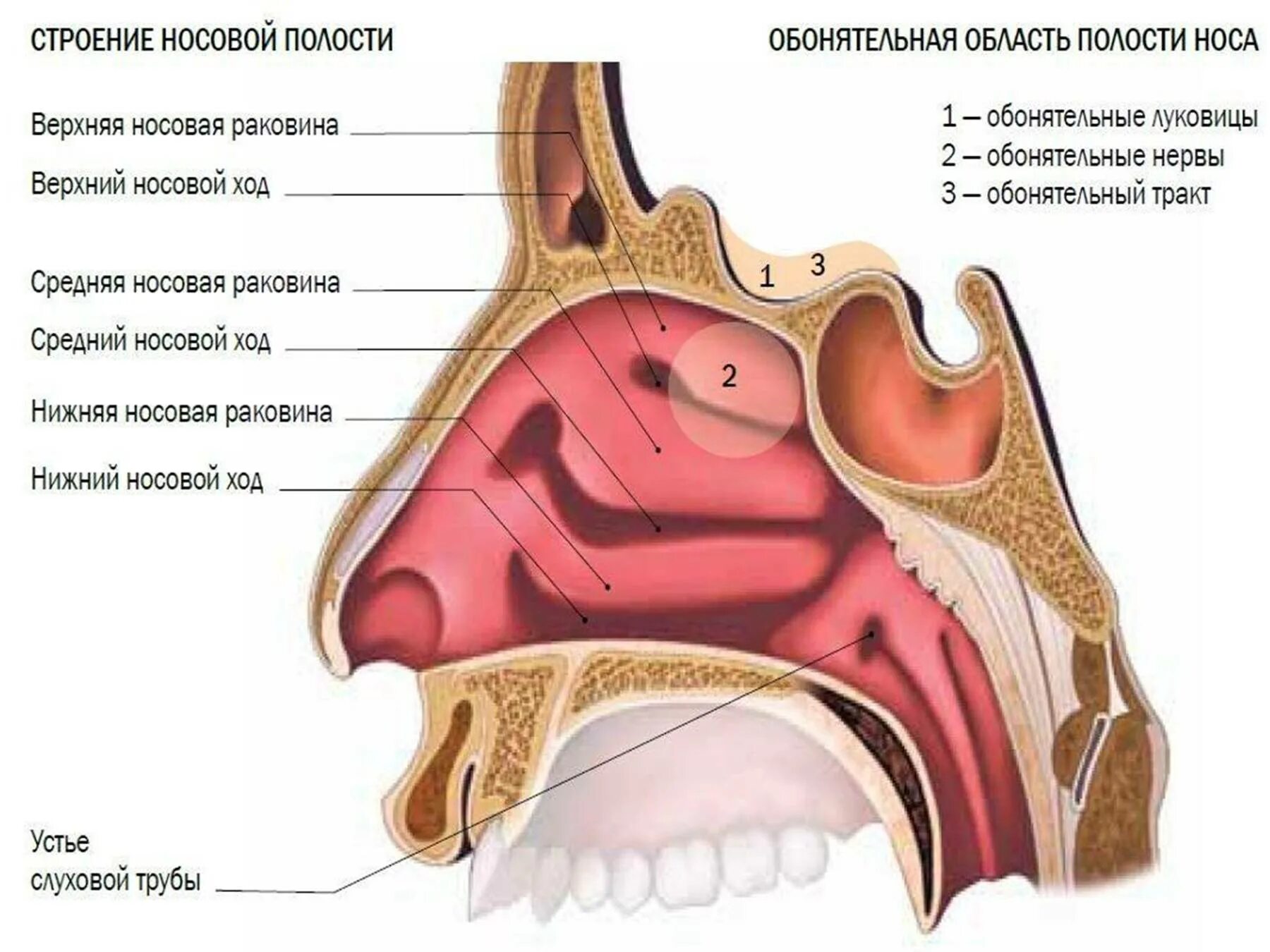 Обонятельная область носа. Носовые раковины и носовые ходы. Нос и полость носа анатомия. Носовая полость строение анатомия. Строение носа носовые раковины.