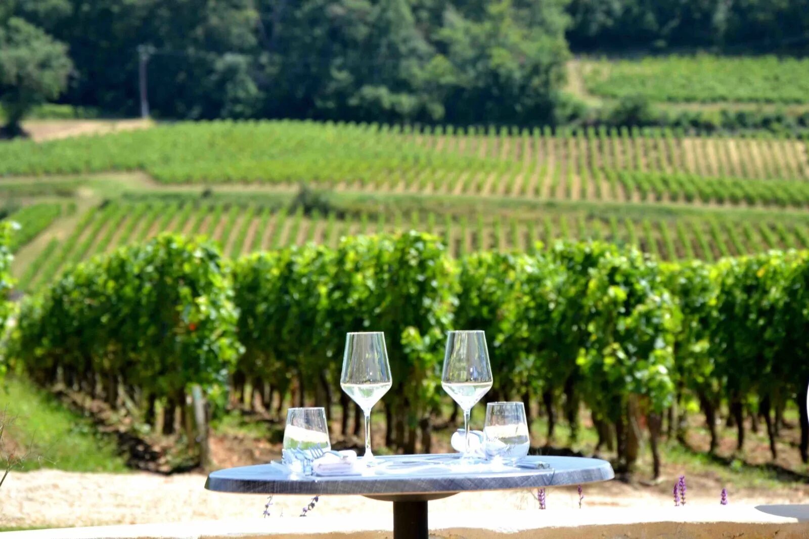 Франция замки виноградники лавандовые поля. Каор франция виноградники. Сельскохозяйство франции. Сельскохозяйство франции. Аграрная франция.