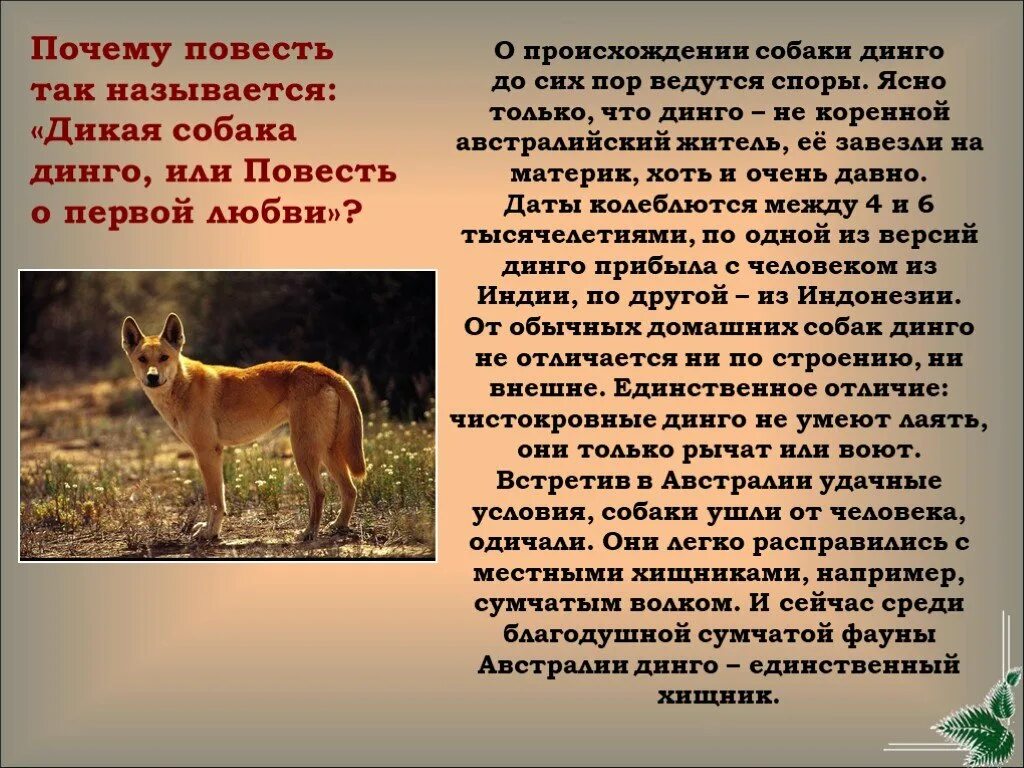 Динго произведение краткое содержание. Динго доклад. Доклад про собаку Динго. Овчарка короткошерстная Динго. Маршак собака Динго.