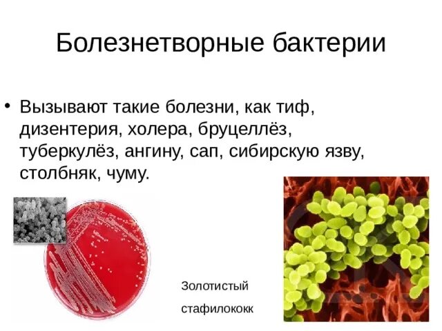 Значение бактерий животных. Стафилококк в природе. Значение бактерий презентация. Значение бактерий для человека. Положительное значение бактерий в природе.