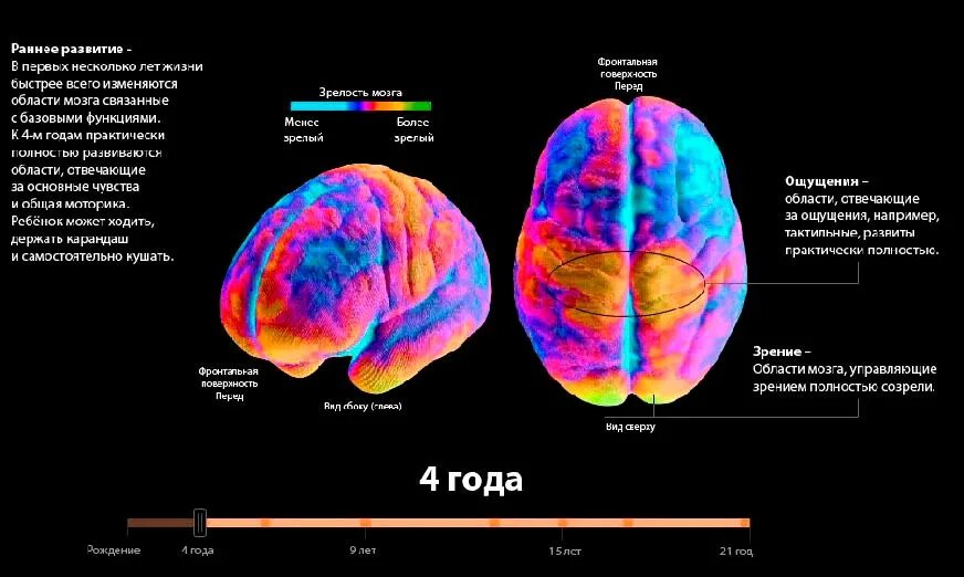 Этапы созревания головного мозга. Этапы развития мозга ребенка по годам. Этапы созревания мозга по возрастам. Этапы созревания мозга у детей.