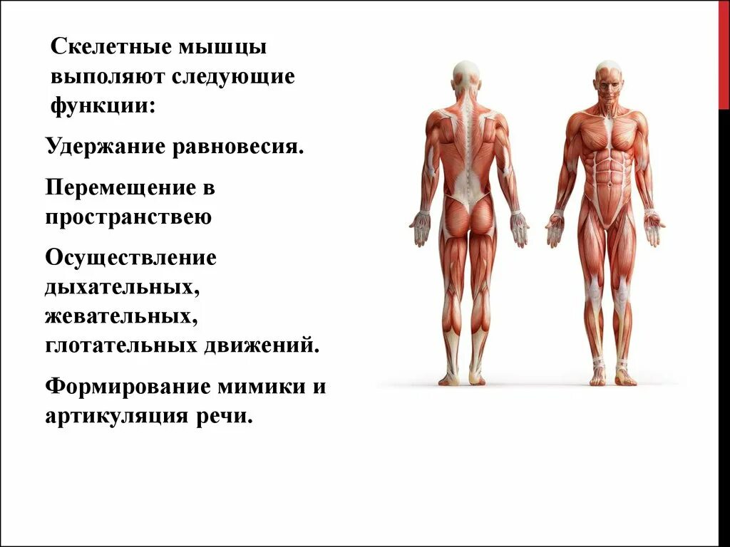 Скелетные мышцы. Мышечный скелет. Структура скелетных мышц человека. Строение и функции скелетных мышц.