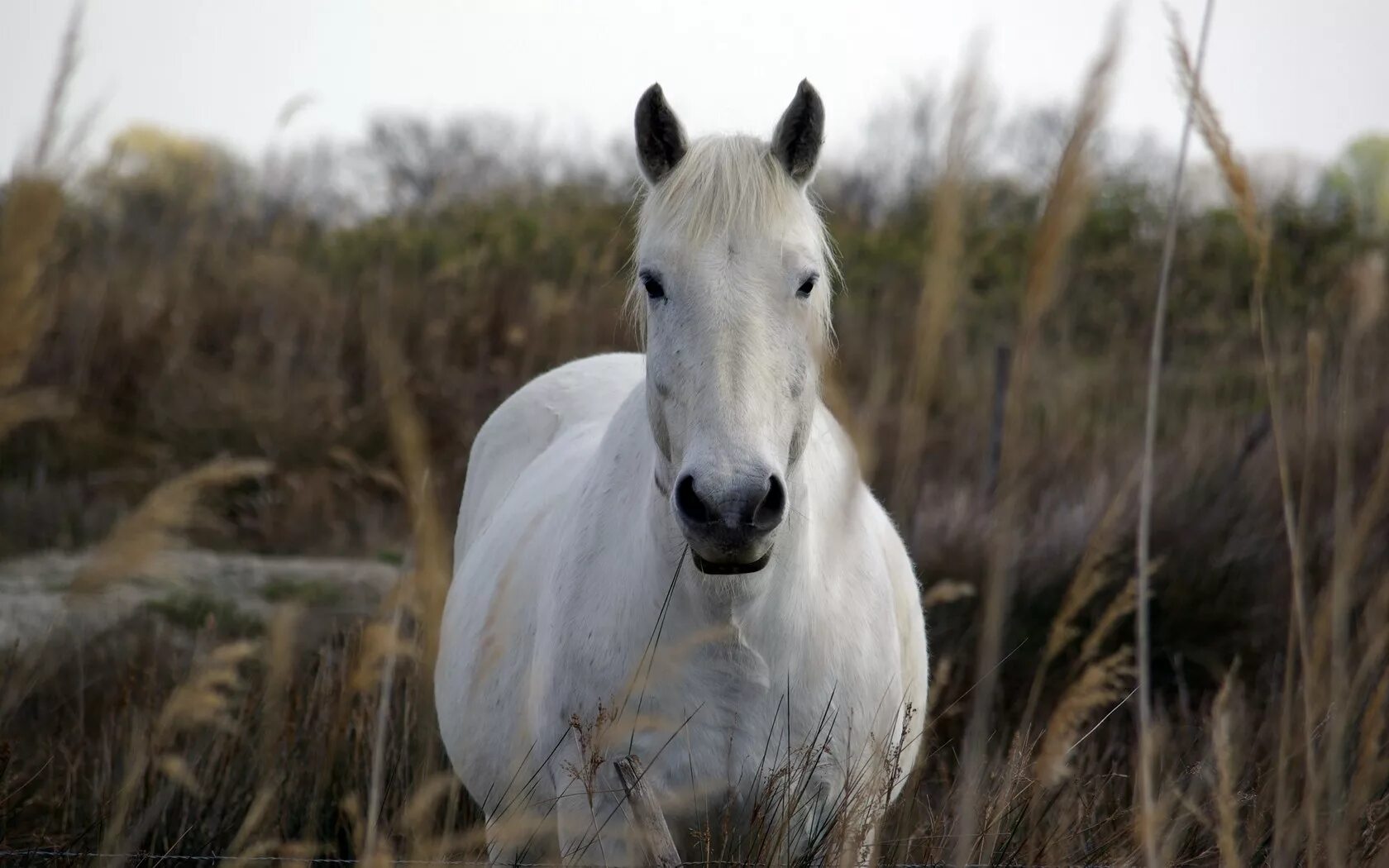 Фото коня. Морда белой лошади. 5 лошади. Лошадь 0. Евенинг гразинг.