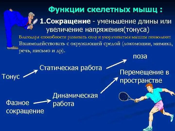 2 виды скелетных мышц. Функции скелетных мышц. физиология скелетных мышц. саморегуляция тонуса скелетных мышц. перечислите функции скелетных мышц.