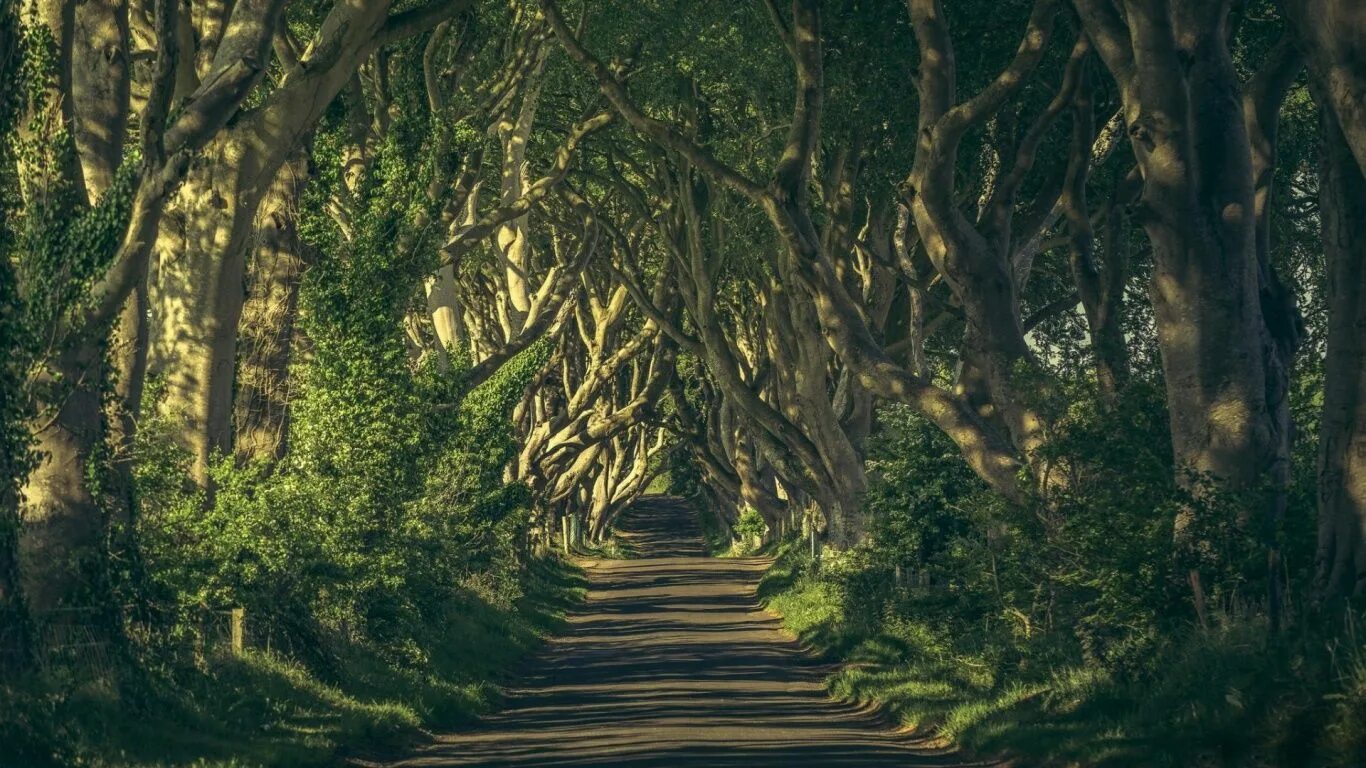 Go look in the trees