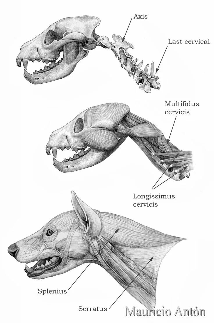 Мускулатура млекопитающих. Строение черепа добермана. Анатомия морды собаки. Анатомия головы собаки. Мышцы собаки анатомия.