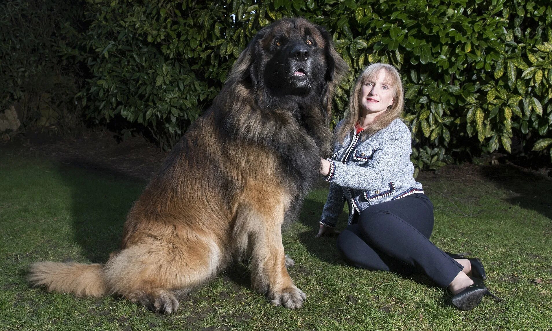 Какие крупные собаки. Леонбергер с человеком. Лысый ньюфаундленд Леонбергер. Леонбергер гигантская. Порода собак Леонбергер с человеком.