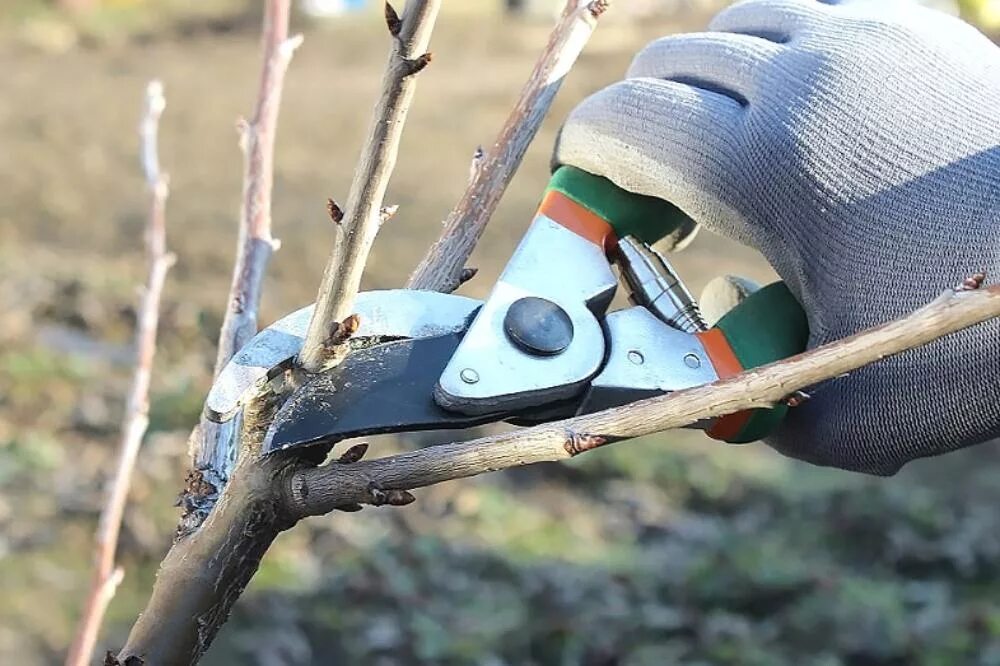 Когда проводить осеннюю обрезку деревьев. Обрезка плодовых деревьев. подрезка деревьев. обрезка сада в марте. зимняя обрезка плодовых деревьев.